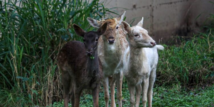 Tendrá Tamaulipas nuevo Parque Faunístico: CPBT