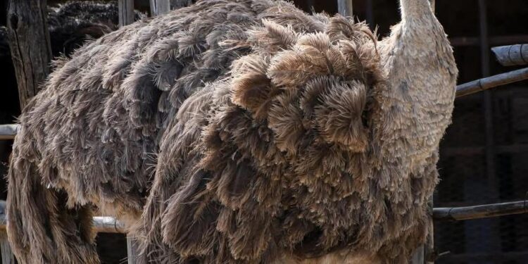 Tendrá Tamaulipas nuevo Parque Faunístico: CPBT