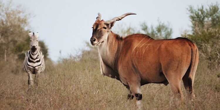 Tendrá Tamaulipas nuevo Parque Faunístico: CPBT
