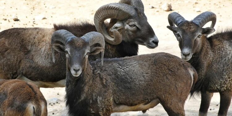 Tendrá Tamaulipas nuevo Parque Faunístico: CPBT