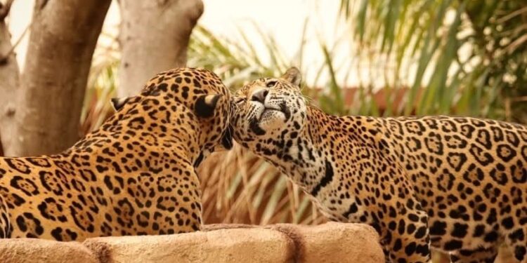 Contribuye Tamaulipas en la conservación del jaguar