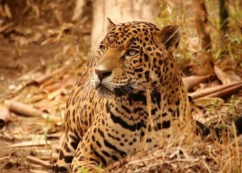 Contribuye Tamaulipas en la conservación del jaguar
