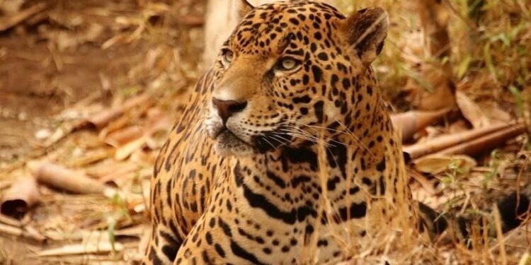 Contribuye Tamaulipas en la conservación del jaguar