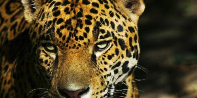 Contribuye Tamaulipas en la conservación del jaguar