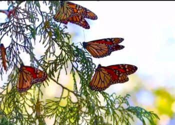 Impulsa Gobierno de Tamaulipas conservación de la ruta migratoria de la mariposa monarca