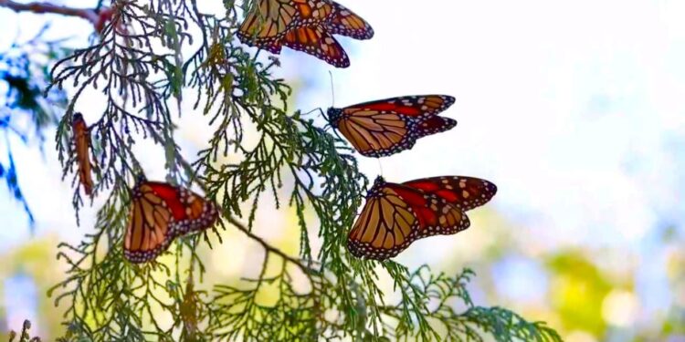 Impulsa Gobierno de Tamaulipas conservación de la ruta migratoria de la mariposa monarca