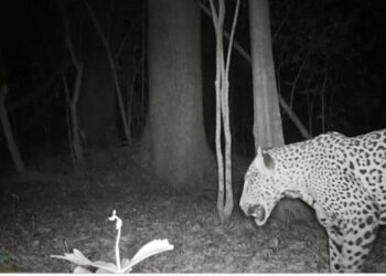 Promueve Gobierno de Tamaulipas programas de conservación de fauna