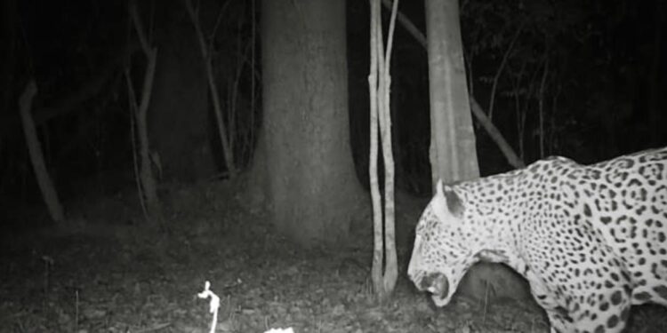 Promueve Gobierno de Tamaulipas programas de conservación de fauna