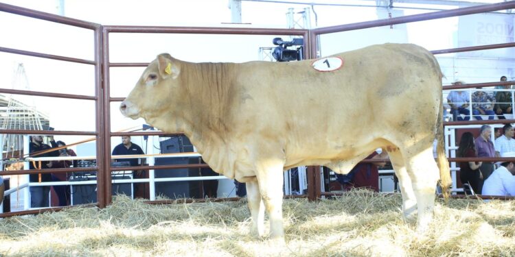 Inaugura Américo Villarreal exposición ganadera en la Feria Tamaulipas 2025