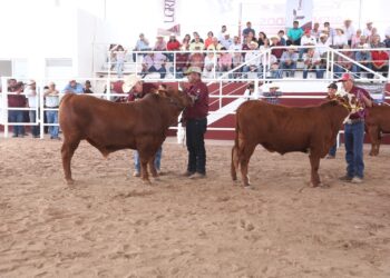 Feria Tamaulipas será sede del Segundo Concurso del Novillo Gordo