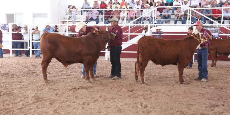 Feria Tamaulipas será sede del Segundo Concurso del Novillo Gordo