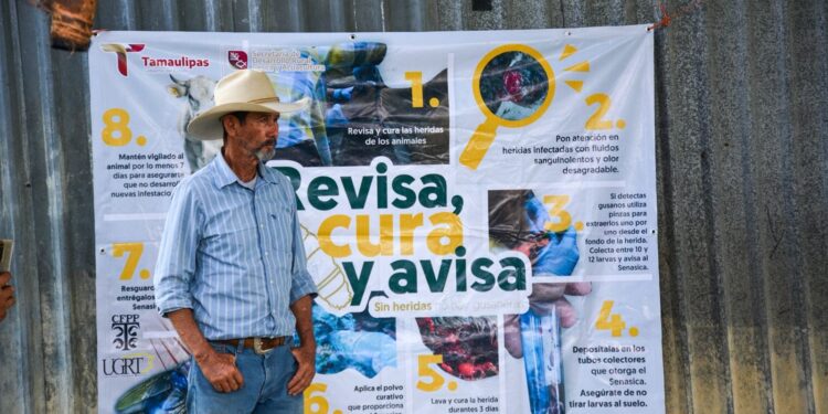 Productores tamaulipecos se suman a la prevención del gusano barrenador