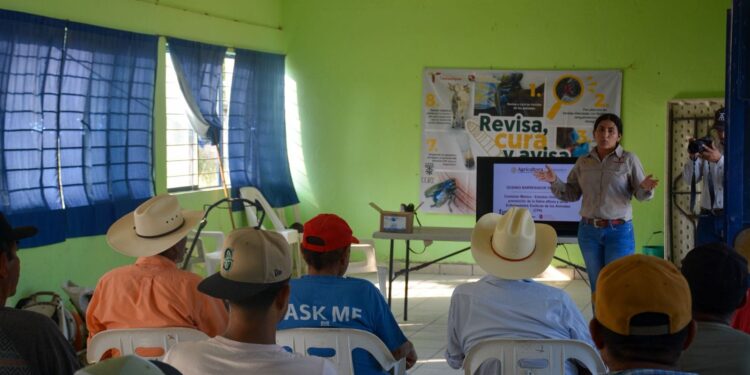Productores tamaulipecos se suman a la prevención del gusano barrenador