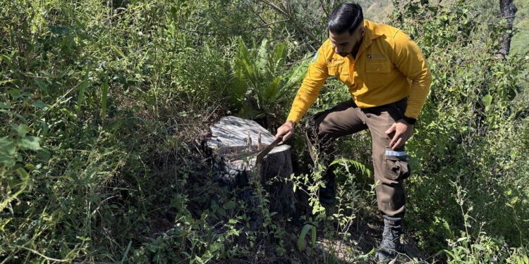 Fortalecen SEDUMA Y CONAFOR estrategia para preservar riqueza ambiental de Tamaulipas