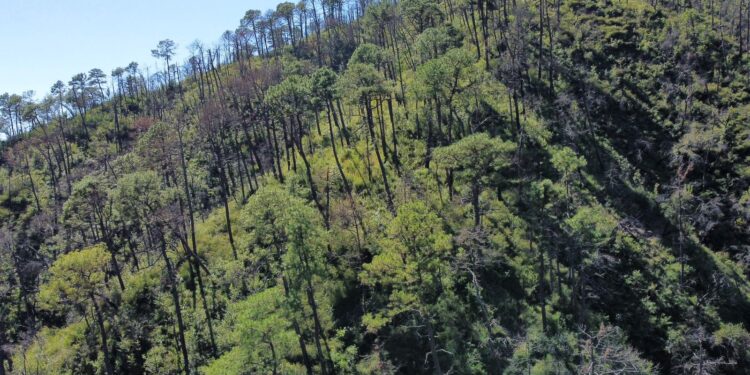 Fortalecen SEDUMA Y CONAFOR estrategia para preservar riqueza ambiental de Tamaulipas