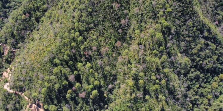 Fortalecen SEDUMA Y CONAFOR estrategia para preservar riqueza ambiental de Tamaulipas