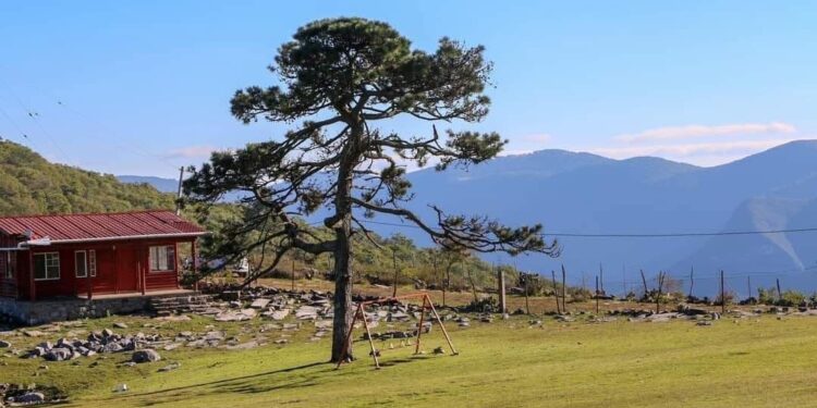 Es Pino Solo en Ciudad Victoria, un tesoro natural de Tamaulipas