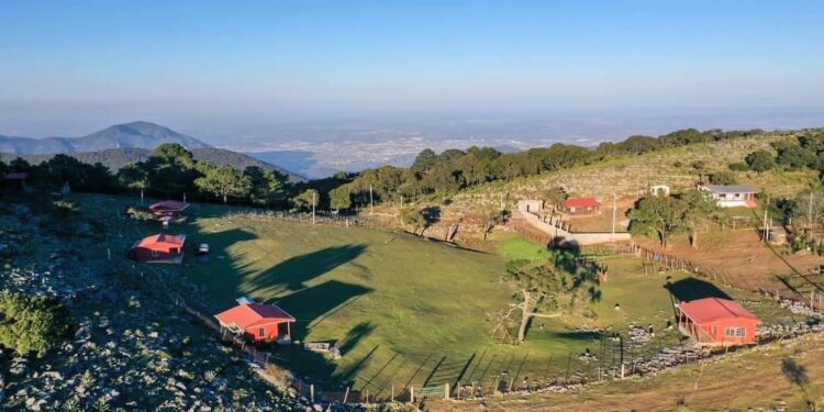 Es Pino Solo en Ciudad Victoria, un tesoro natural de Tamaulipas