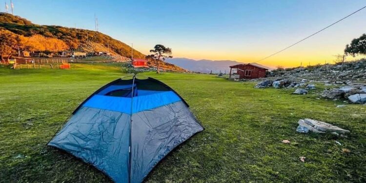 Es Pino Solo en Ciudad Victoria, un tesoro natural de Tamaulipas