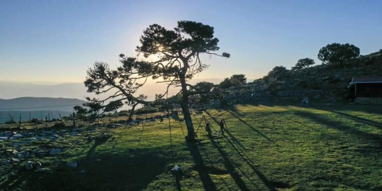 Es Pino Solo en Ciudad Victoria, un tesoro natural de Tamaulipas