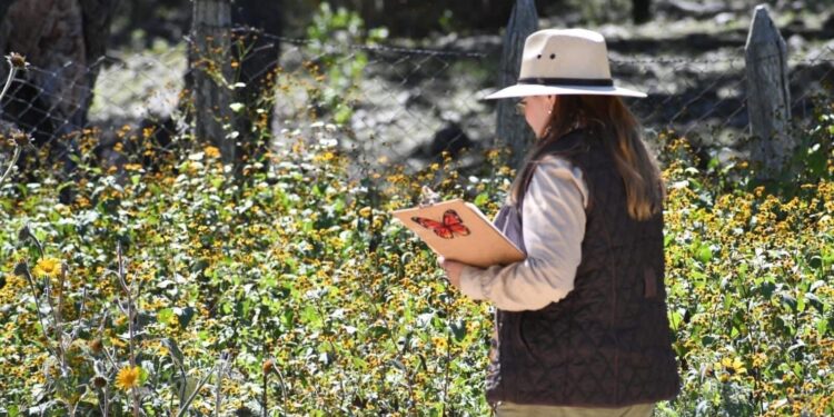Impulsa Tamaulipas polinización en ruta de la mariposa monarca