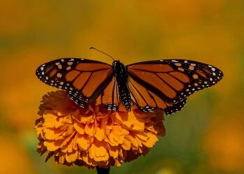 Impulsa Tamaulipas polinización en ruta de la mariposa monarca