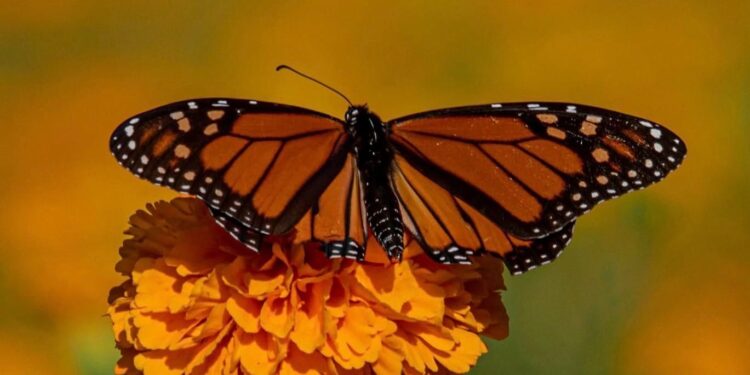 Impulsa Tamaulipas polinización en ruta de la mariposa monarca