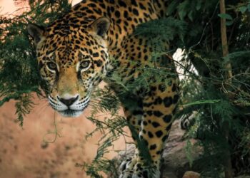 Lanza Comisión de Parques cruzada en pro del jaguar
