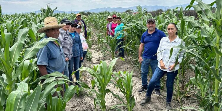 Nuevas estrategias productivas fortalecen la economía rural en Tamaulipas