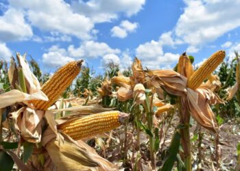 Nuevas estrategias productivas fortalecen la economía rural en Tamaulipas