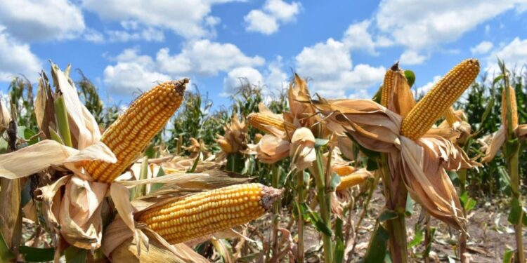 Nuevas estrategias productivas fortalecen la economía rural en Tamaulipas