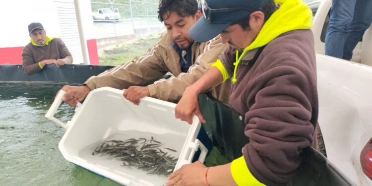 Nuevas estrategias productivas fortalecen la economía rural en Tamaulipas