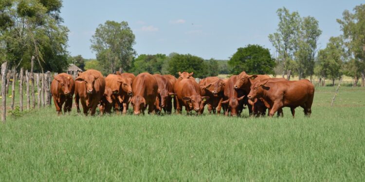 Apuesta Tamaulipas a la ganadería con inversión millonaria