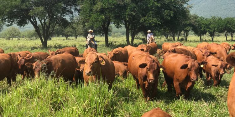 Apuesta Tamaulipas a la ganadería con inversión millonaria