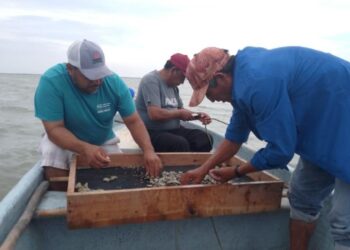 Consolida Tamaulipas su producción de ostión con apoyo técnico continuo
