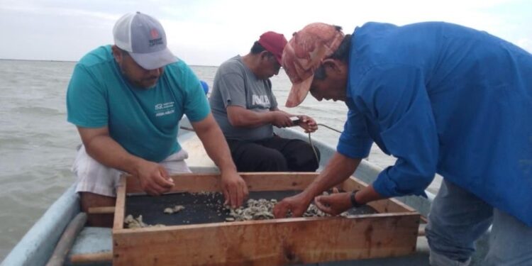 Consolida Tamaulipas su producción de ostión con apoyo técnico continuo