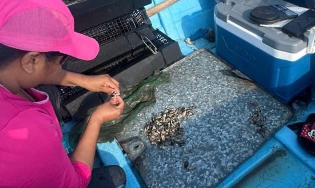 Consolida Tamaulipas su producción de ostión con apoyo técnico continuo