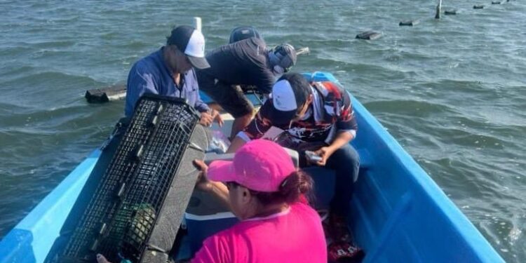 Consolida Tamaulipas su producción de ostión con apoyo técnico continuo