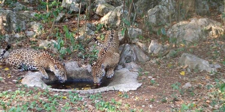 Libera Comisión de Parques cinco jaguares en Tamaulipas