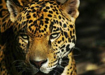 Libera Comisión de Parques cinco jaguares en Tamaulipas