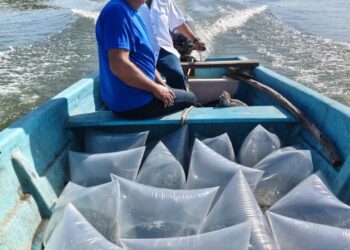 Presas de Tamaulipas reciben alevines para impulsar la pesca comercial