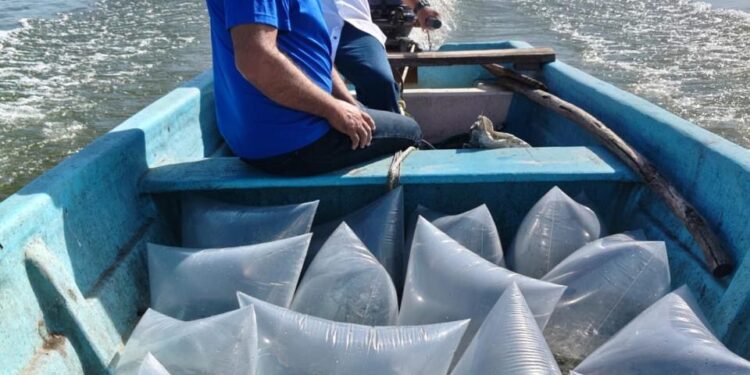 Presas de Tamaulipas reciben alevines para impulsar la pesca comercial