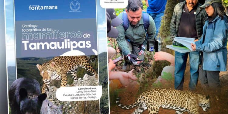 Difunde la UAT catálogo fotográfico de los mamíferos de Tamaulipas