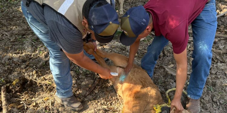 Acción inmediata y coordinación interinstitucional ante caso de GBG en Tamaulipas