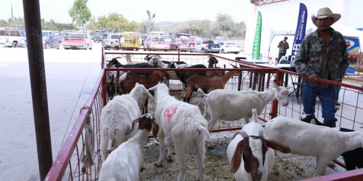Inaugura Américo Festival del Cabrito en el Pueblo Mágico de Tula