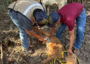 Altamira y Llera, declarados libres de gusano barrenador del ganado