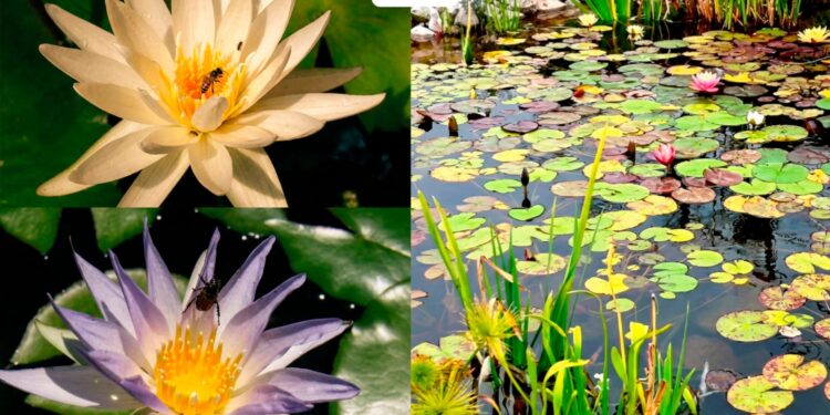 Colabora UAT en la conservación de humedales y ecosistemas acuáticos