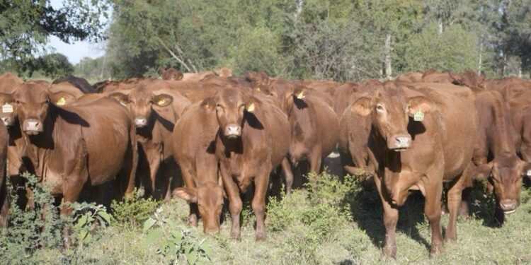 Refuerzan campaña contra la rabia paralítica bovina en Tamaulipas