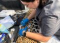 Rescata y libera Comisión de Parques y Biodiversidad a jaguar en Llera