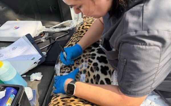 Rescata y libera Comisión de Parques y Biodiversidad a jaguar en Llera